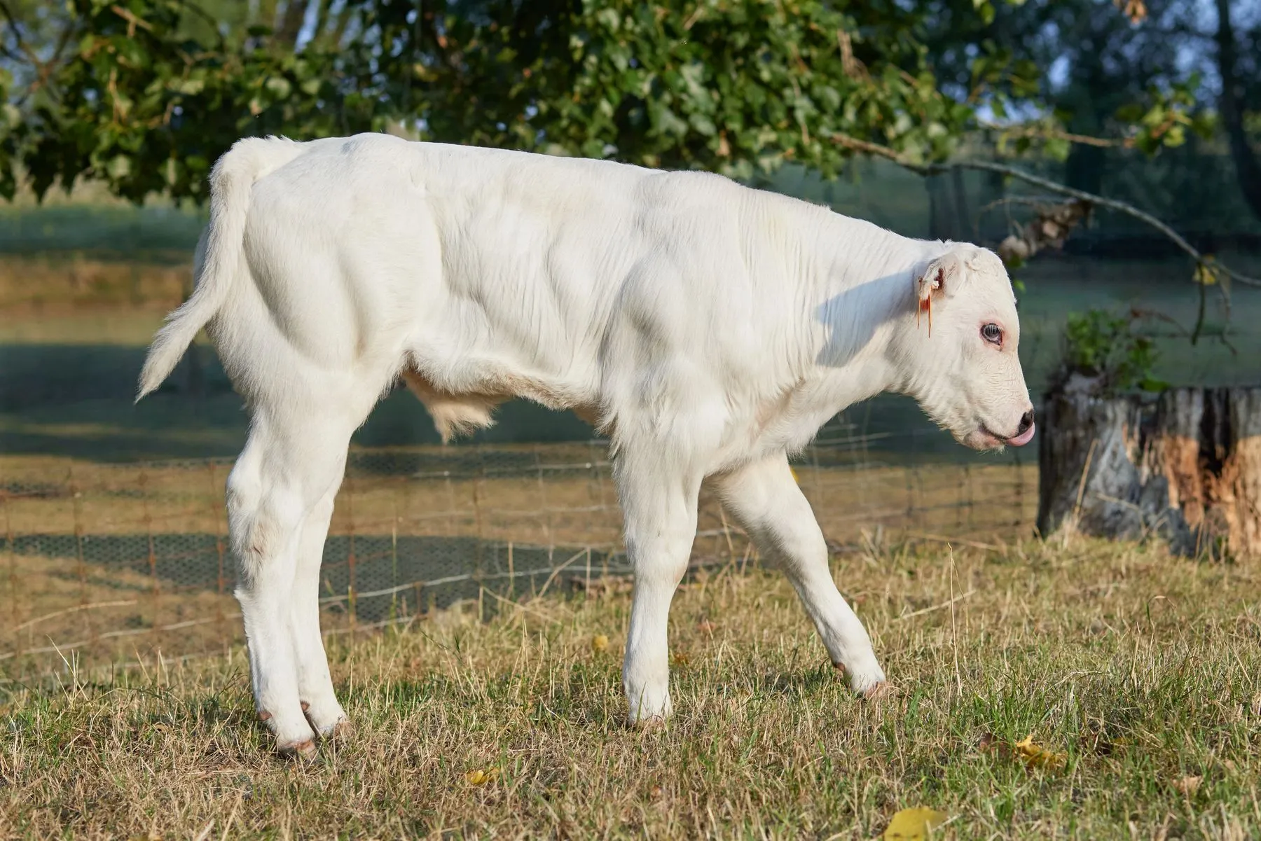 Weißes Kalb auf der Weide, Seitenansicht